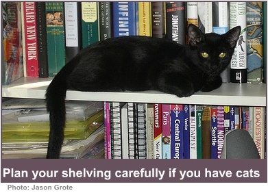 house pets cat on the shelf