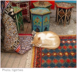 cat sleeping on moroccan rug at moroccan tables